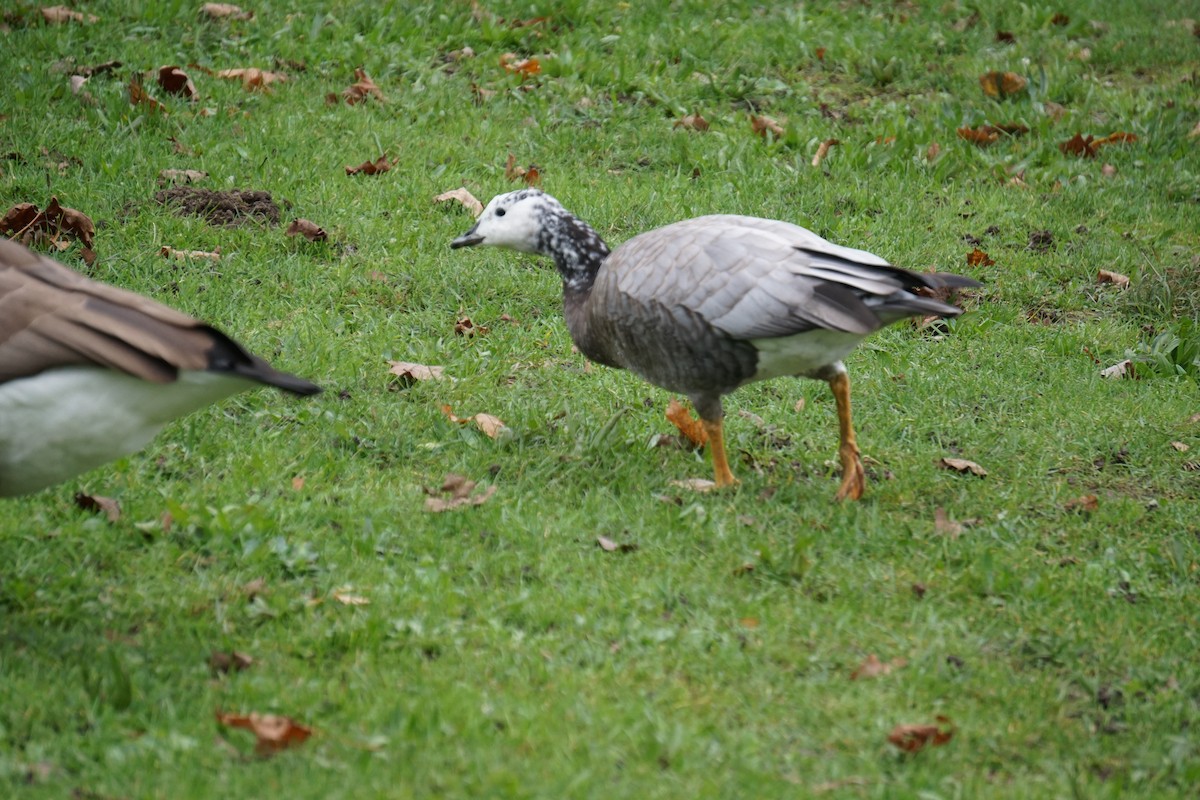 Bar-headed Goose - ML502008851