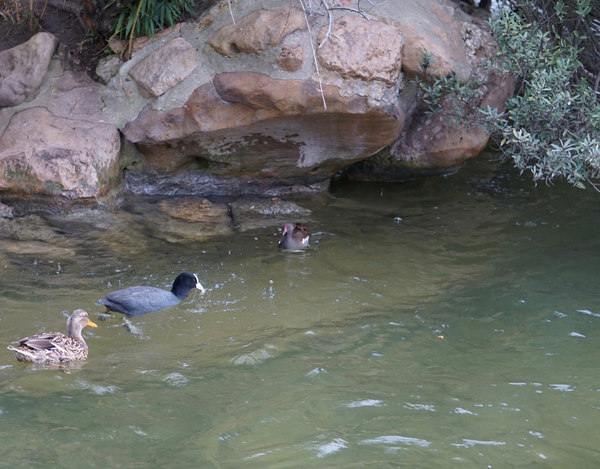 Eurasian Moorhen - ML502008891