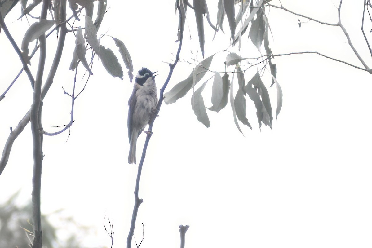 Black-chinned Honeyeater - ML502008951