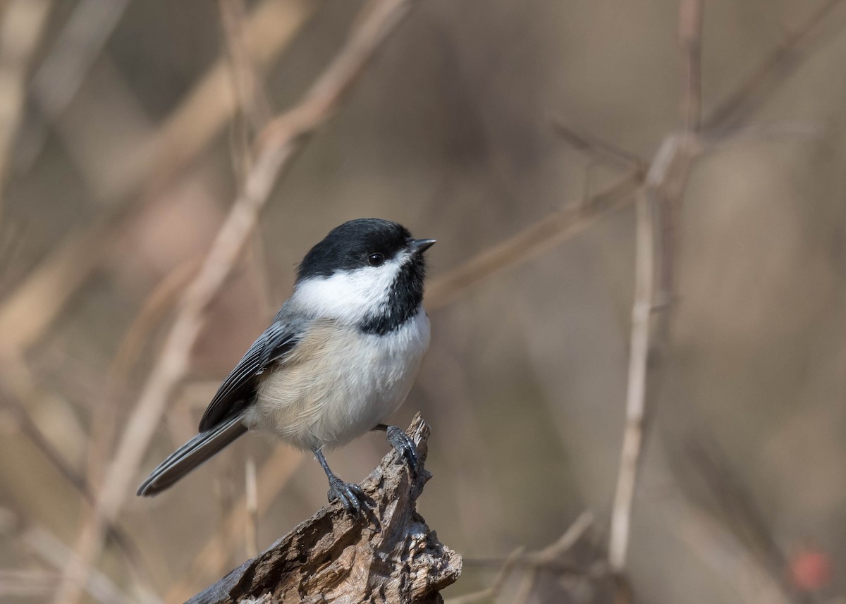 Carolina Chickadee - ML502009521