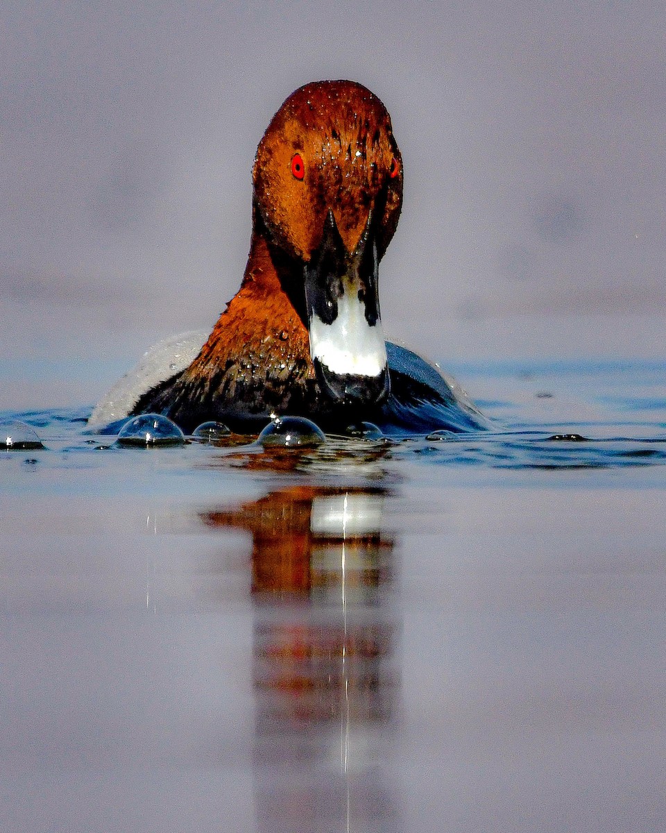 Common Pochard - ML502009871