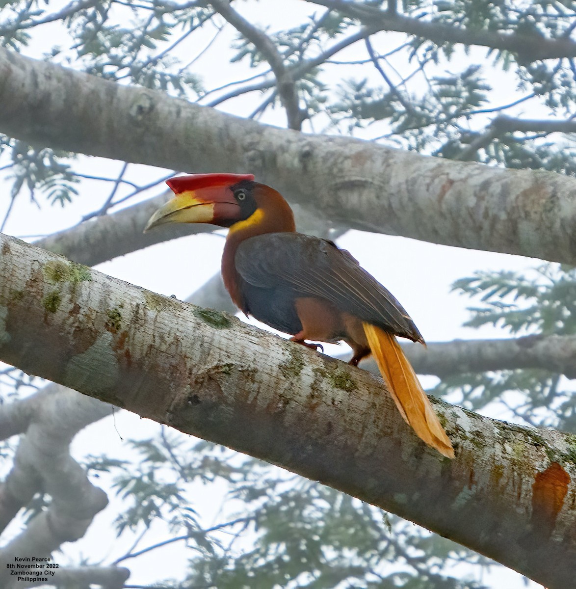 Rufous Hornbill (Southern) - Kevin Pearce