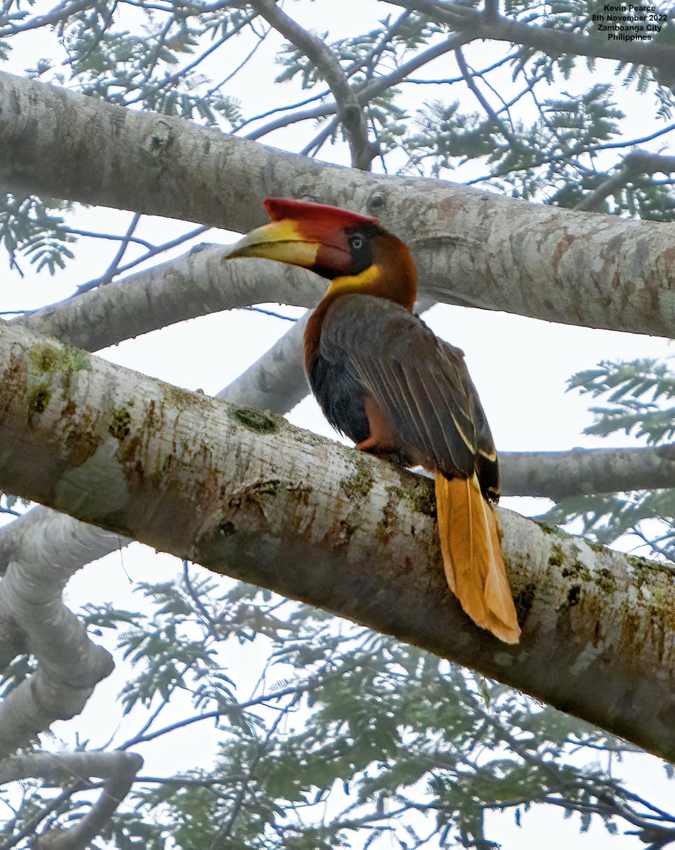 Rufous Hornbill (Southern) - Kevin Pearce