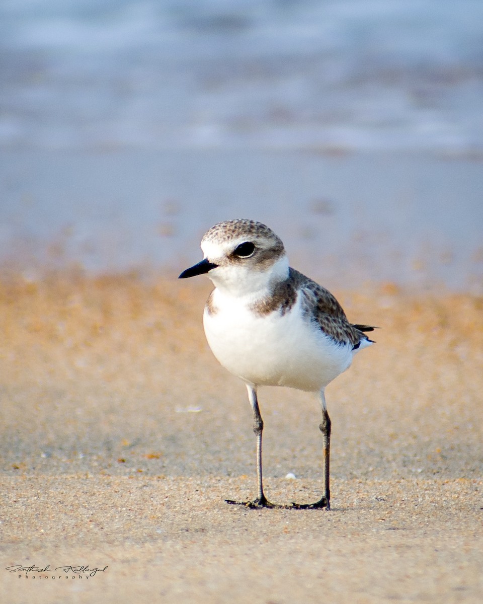 Kentish Plover - ML502011131