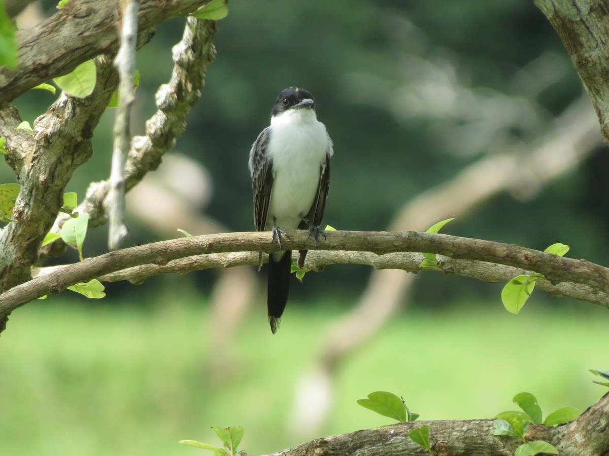 Fork-tailed Flycatcher - ML50201121