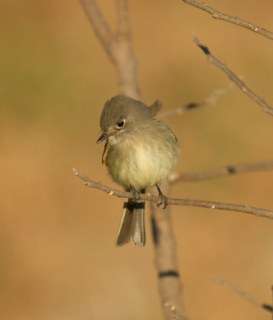 Dusky Flycatcher - ML502013621