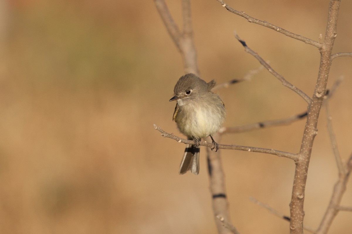 Dusky Flycatcher - ML502013641