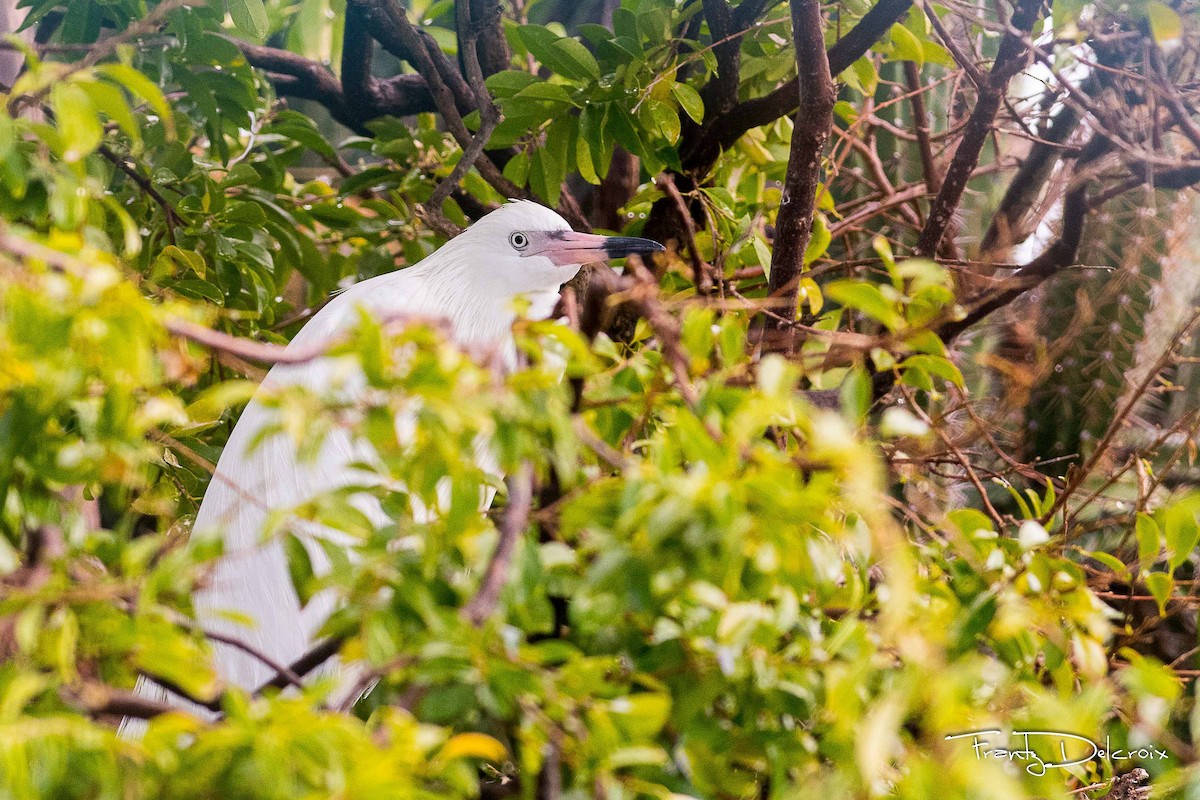 Reddish Egret - ML50201461