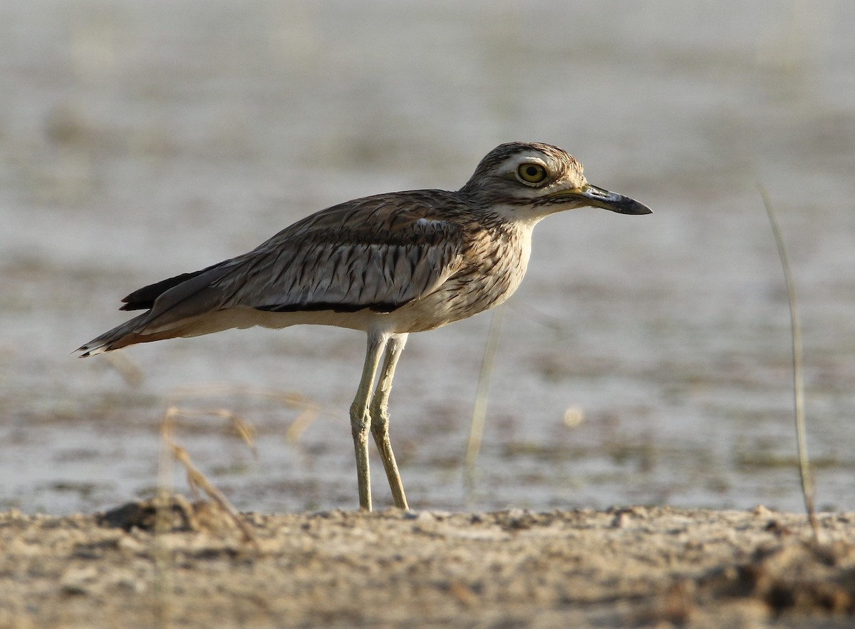 Senegal Thick-knee - ML502015481