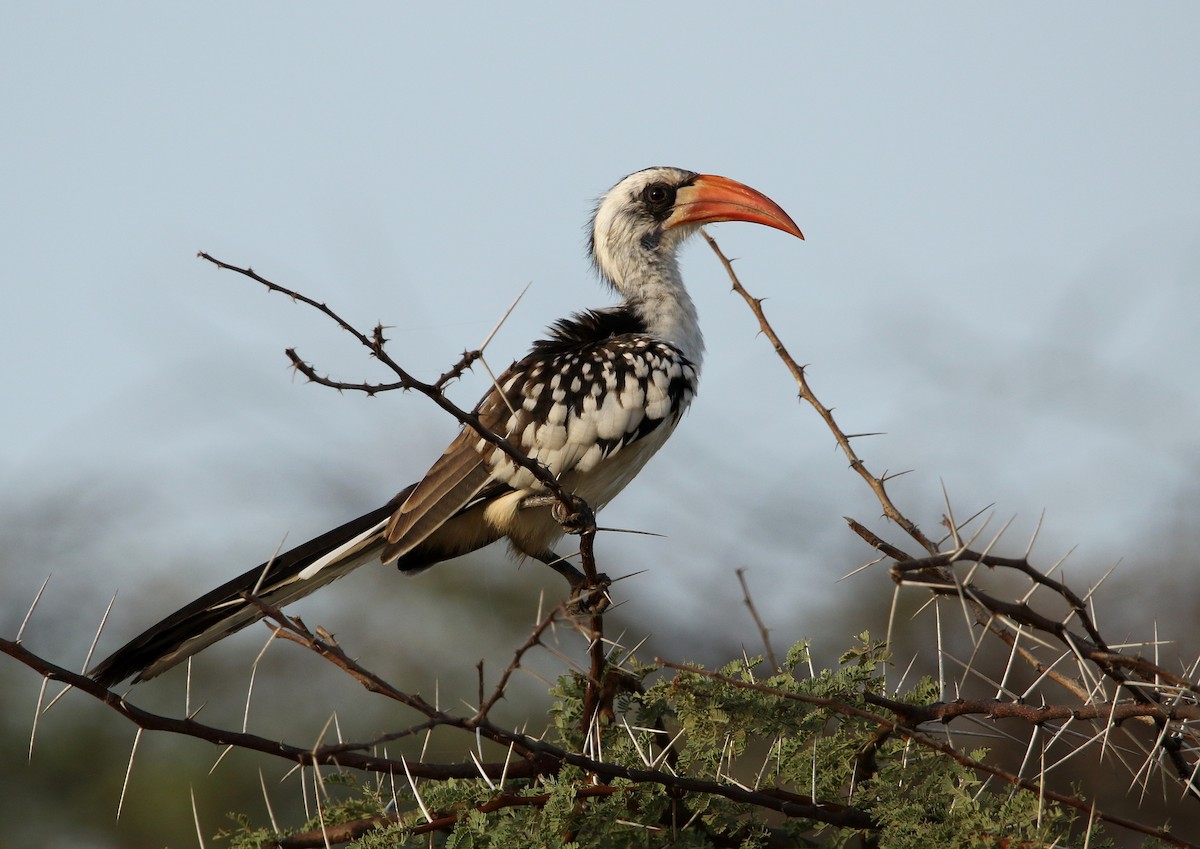 Western Red-billed Hornbill - ML502015501