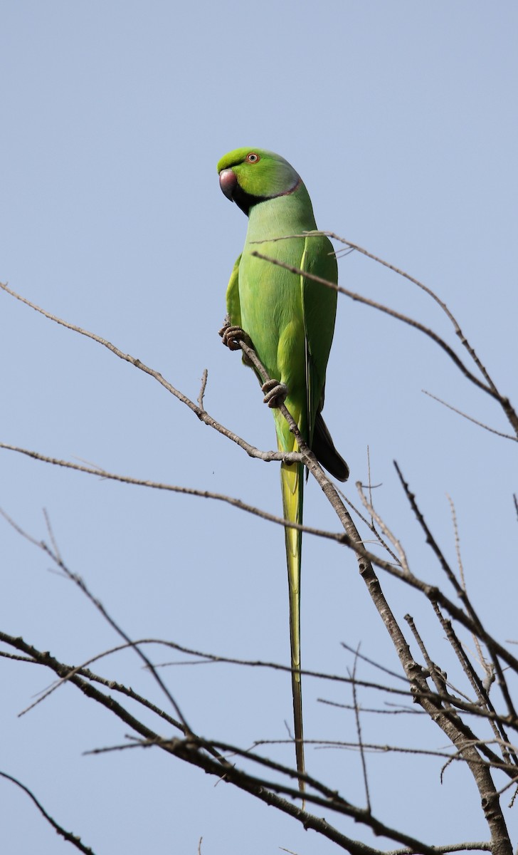 Rose-ringed Parakeet - ML502015571