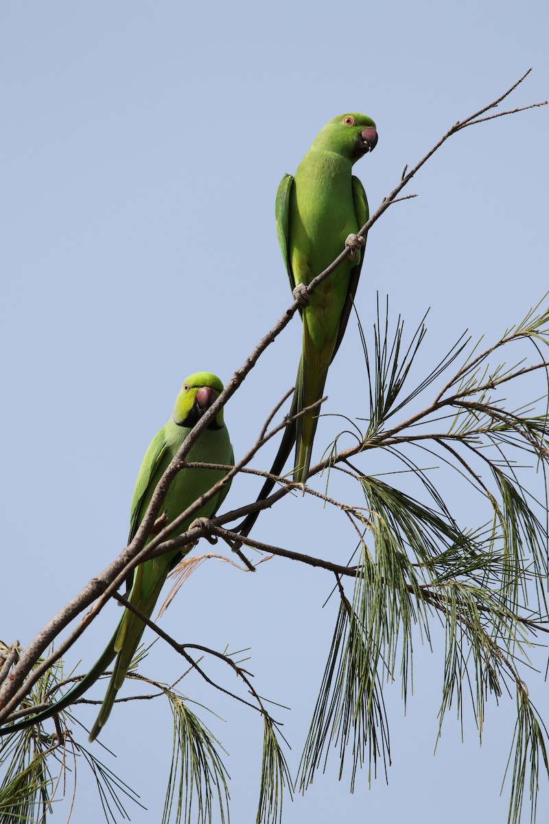 Rose-ringed Parakeet - ML502015601