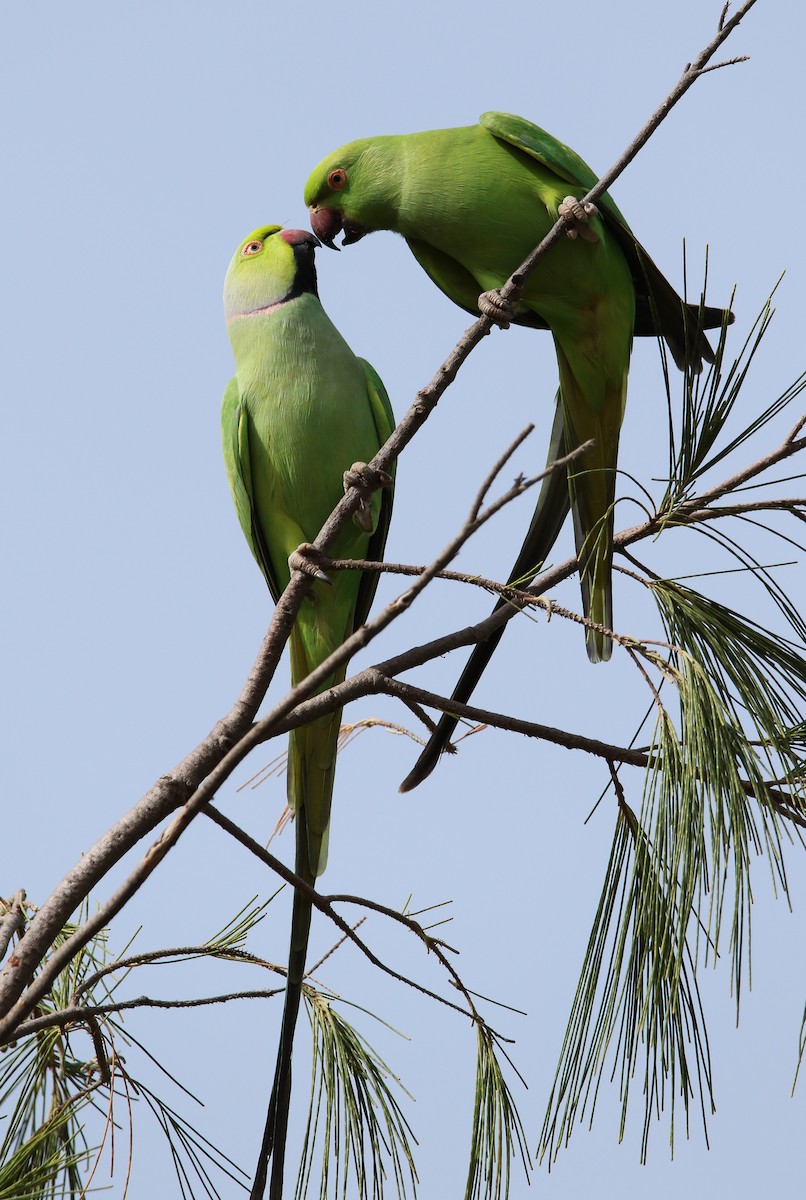 Rose-ringed Parakeet - ML502015641