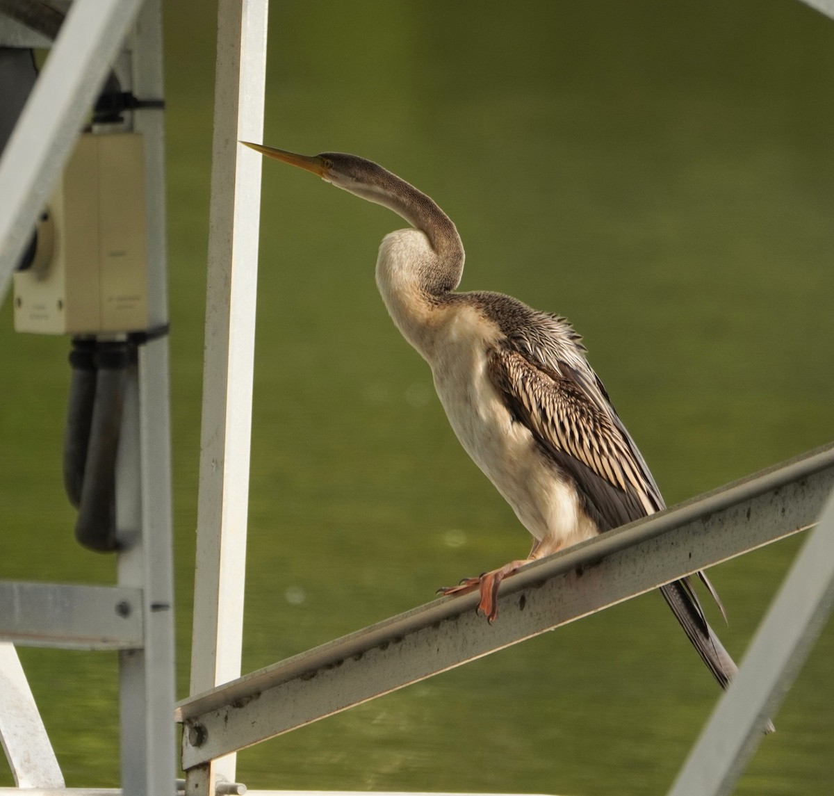 anhinga australská - ML502015671