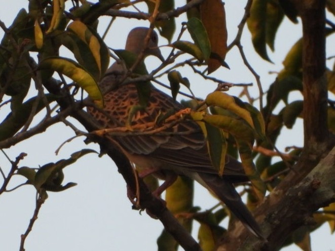 Oriental Turtle-Dove - ML502016051