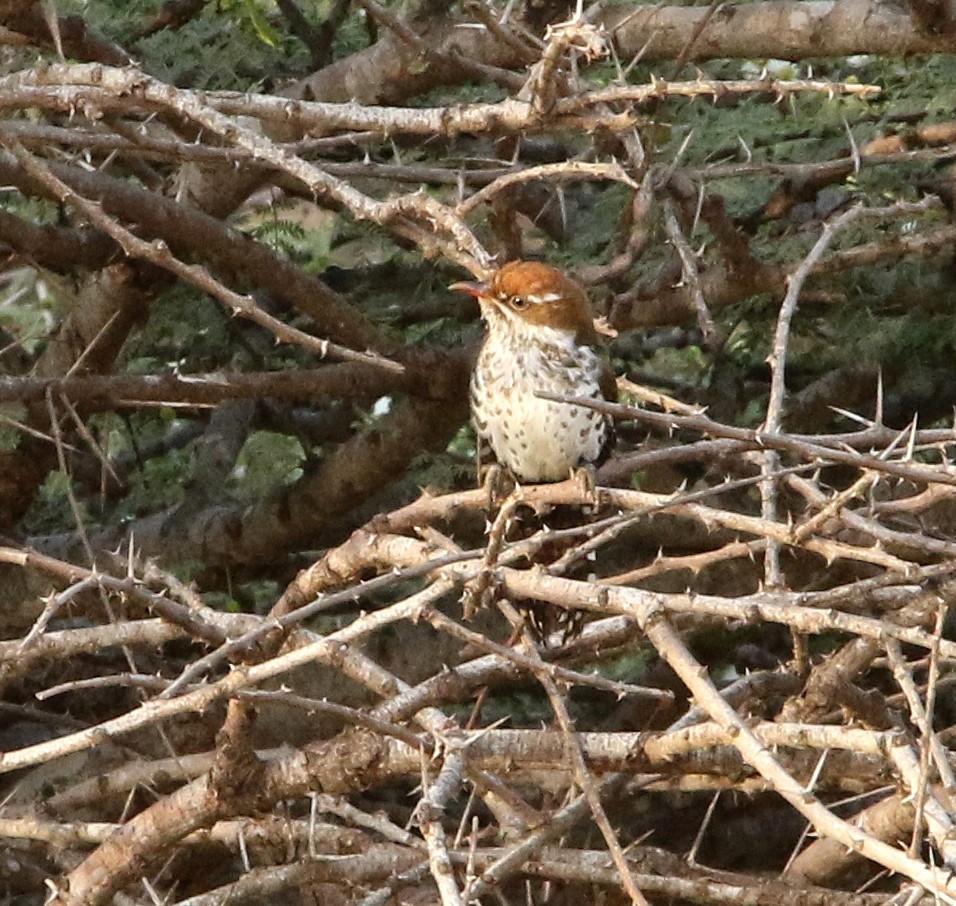 Dideric Cuckoo - ML502016111