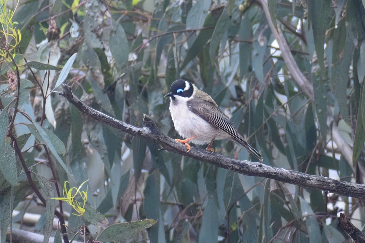 Black-chinned Honeyeater - ML502016201