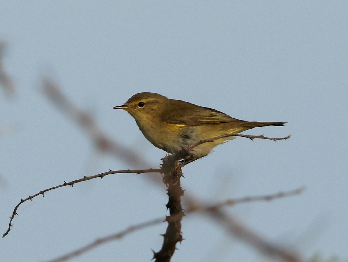 Common Chiffchaff - ML502016211