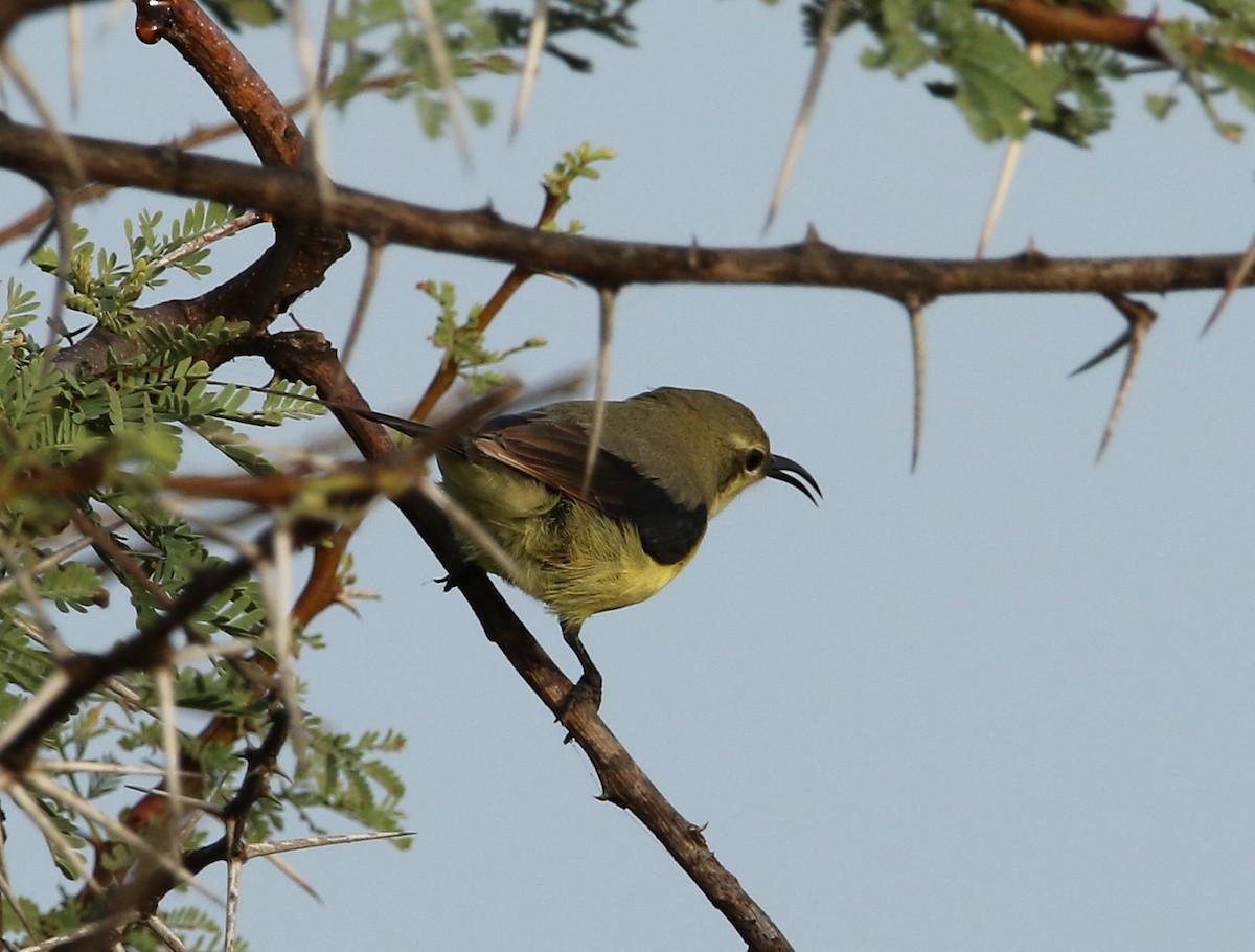 Beautiful Sunbird - ML502016221