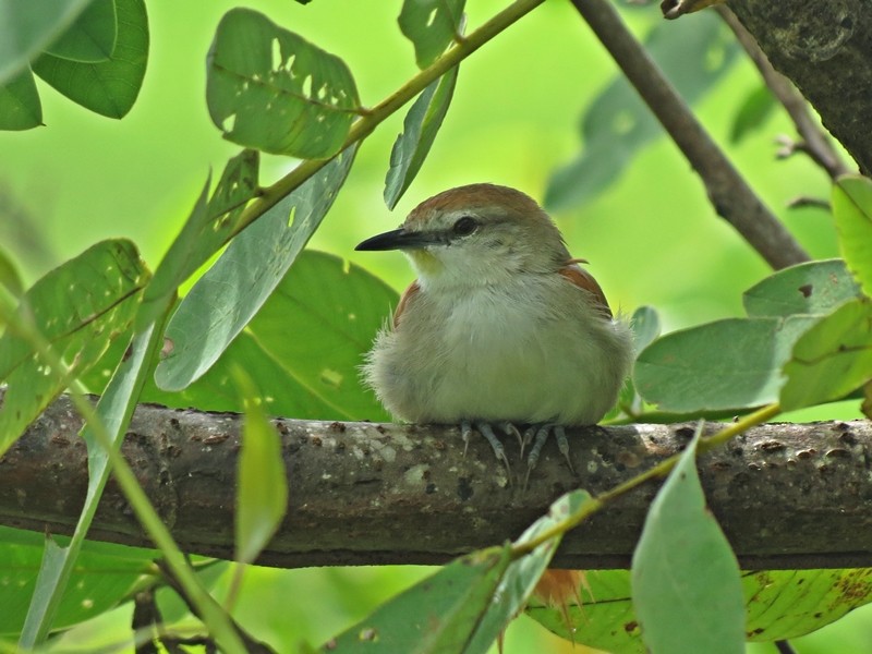 Yellow-chinned Spinetail - ML50201631