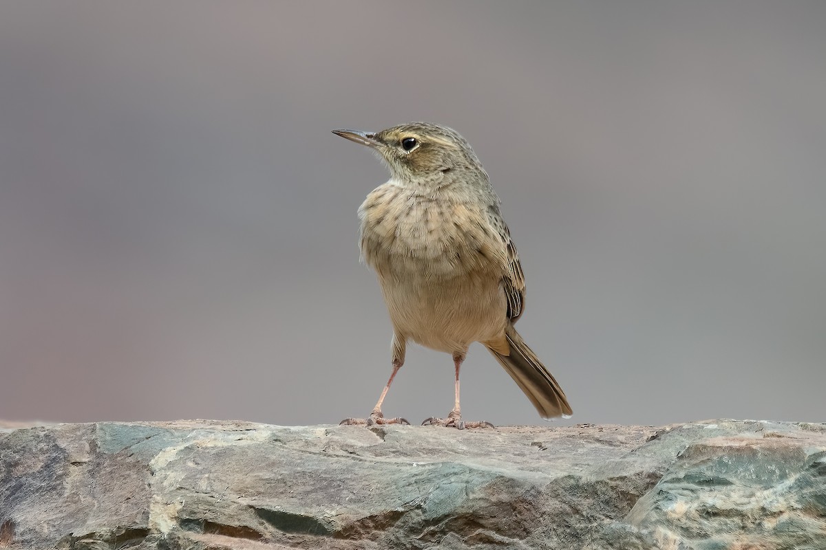 Long-billed Pipit - ML502016871