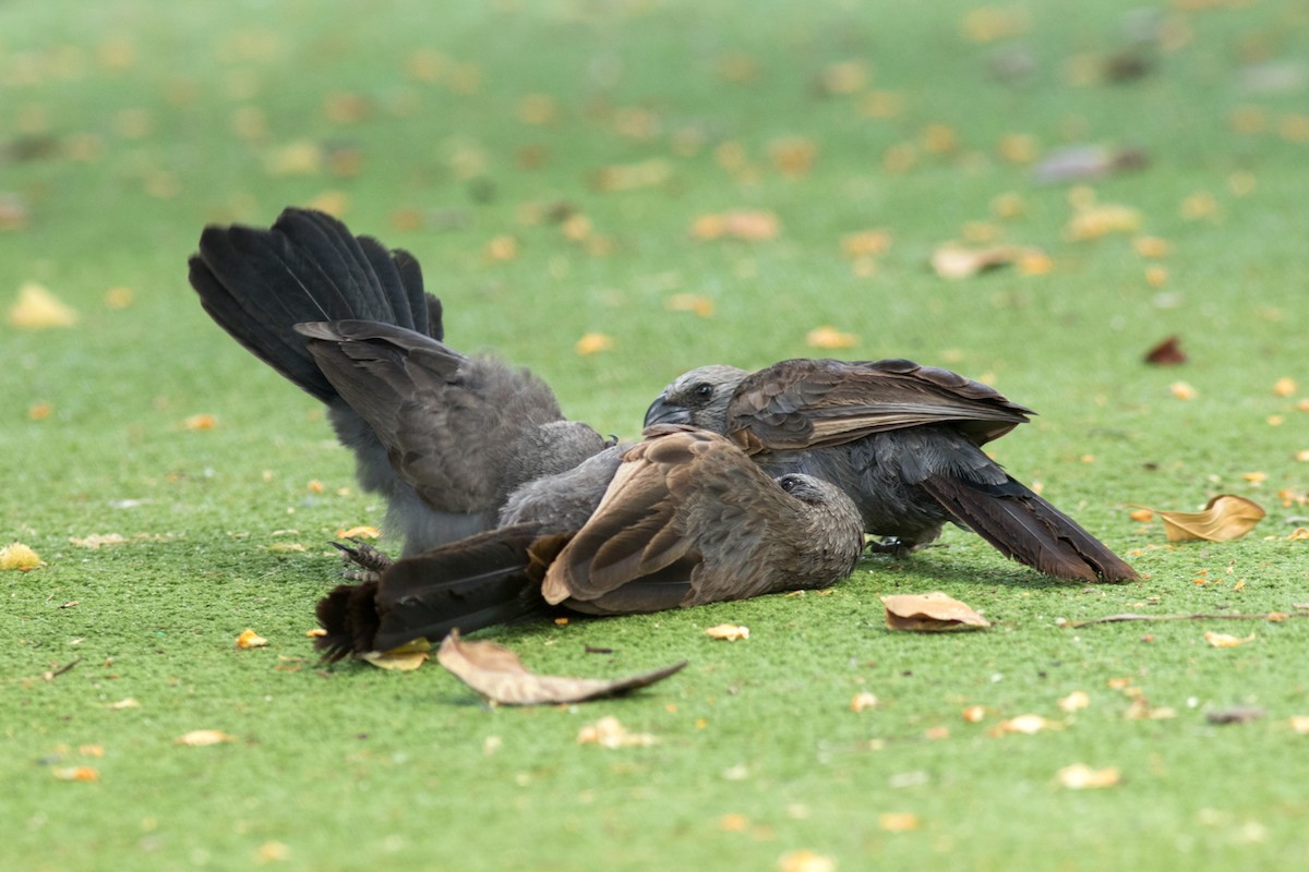 Apostlebird - ML502017451