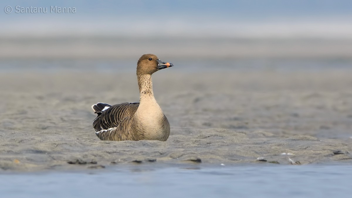 Tundra Bean-Goose - ML50201751