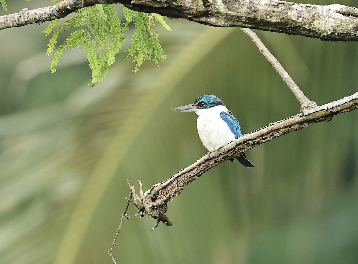 Collared Kingfisher - ML502017651