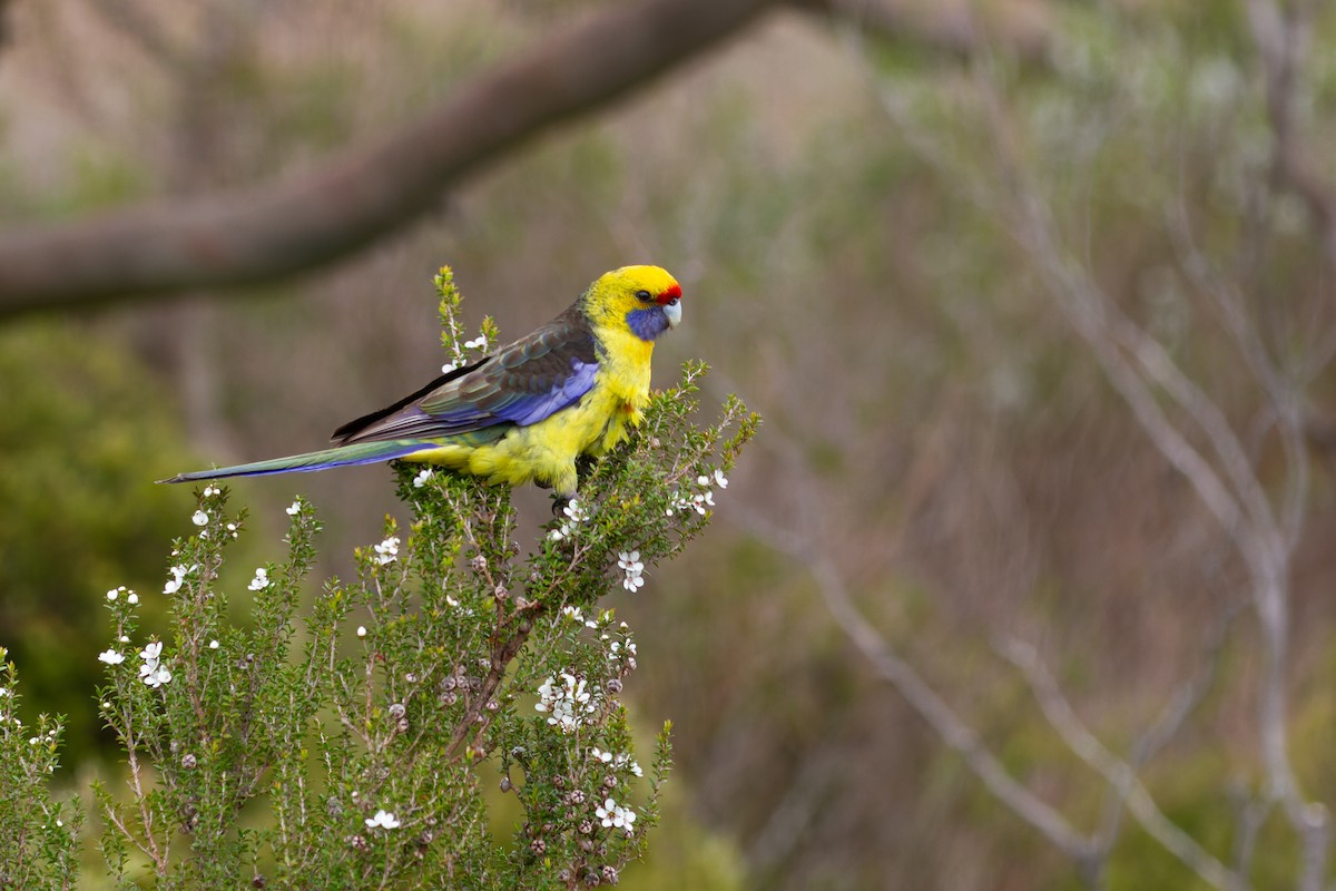 Perico de Tasmania - ML502017721