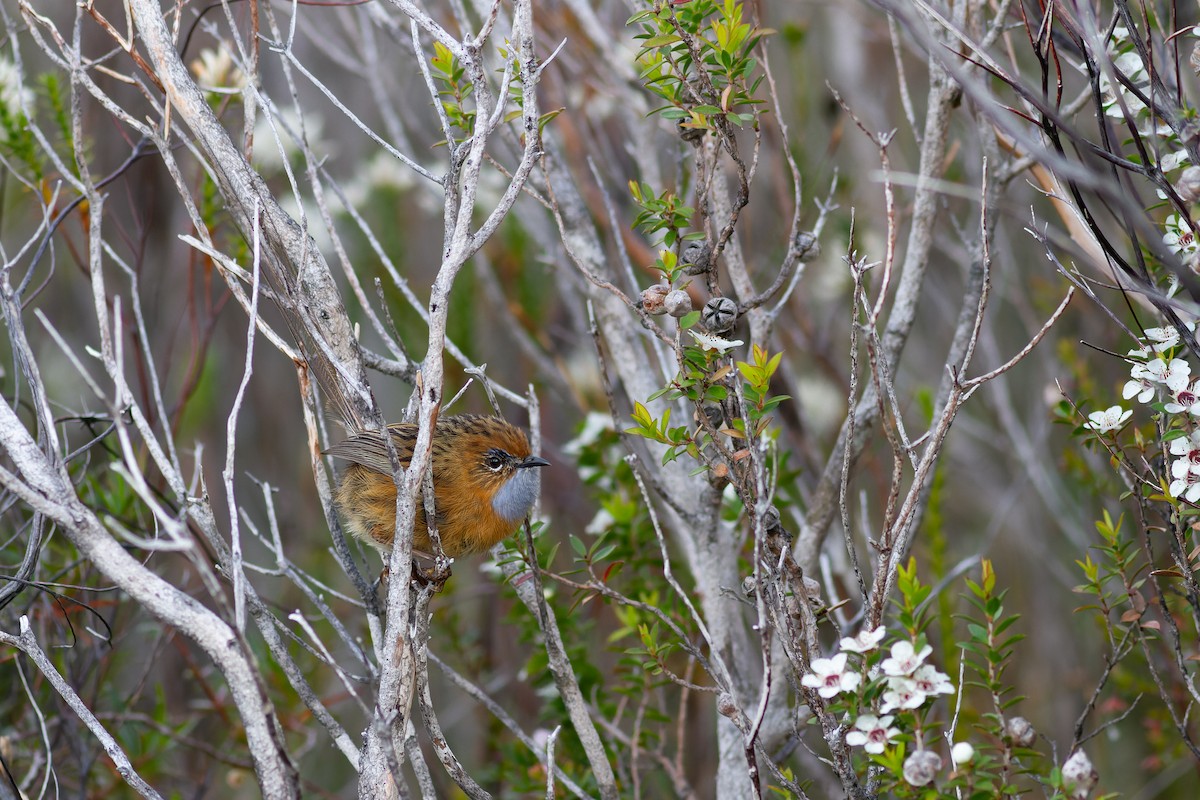 Southern Emuwren - ML502017771