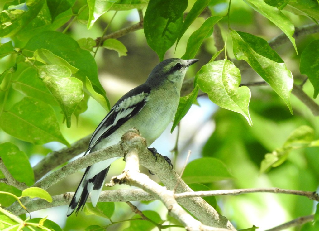 Pied Triller - ML502017811