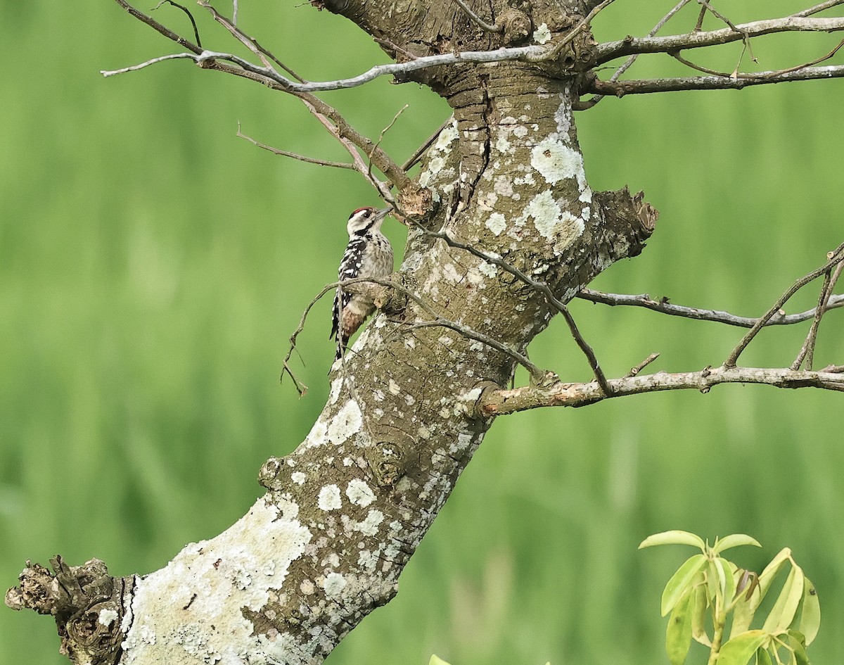 Freckle-breasted Woodpecker - ML502017901