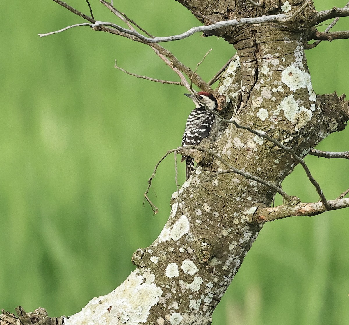 Freckle-breasted Woodpecker - ML502017921