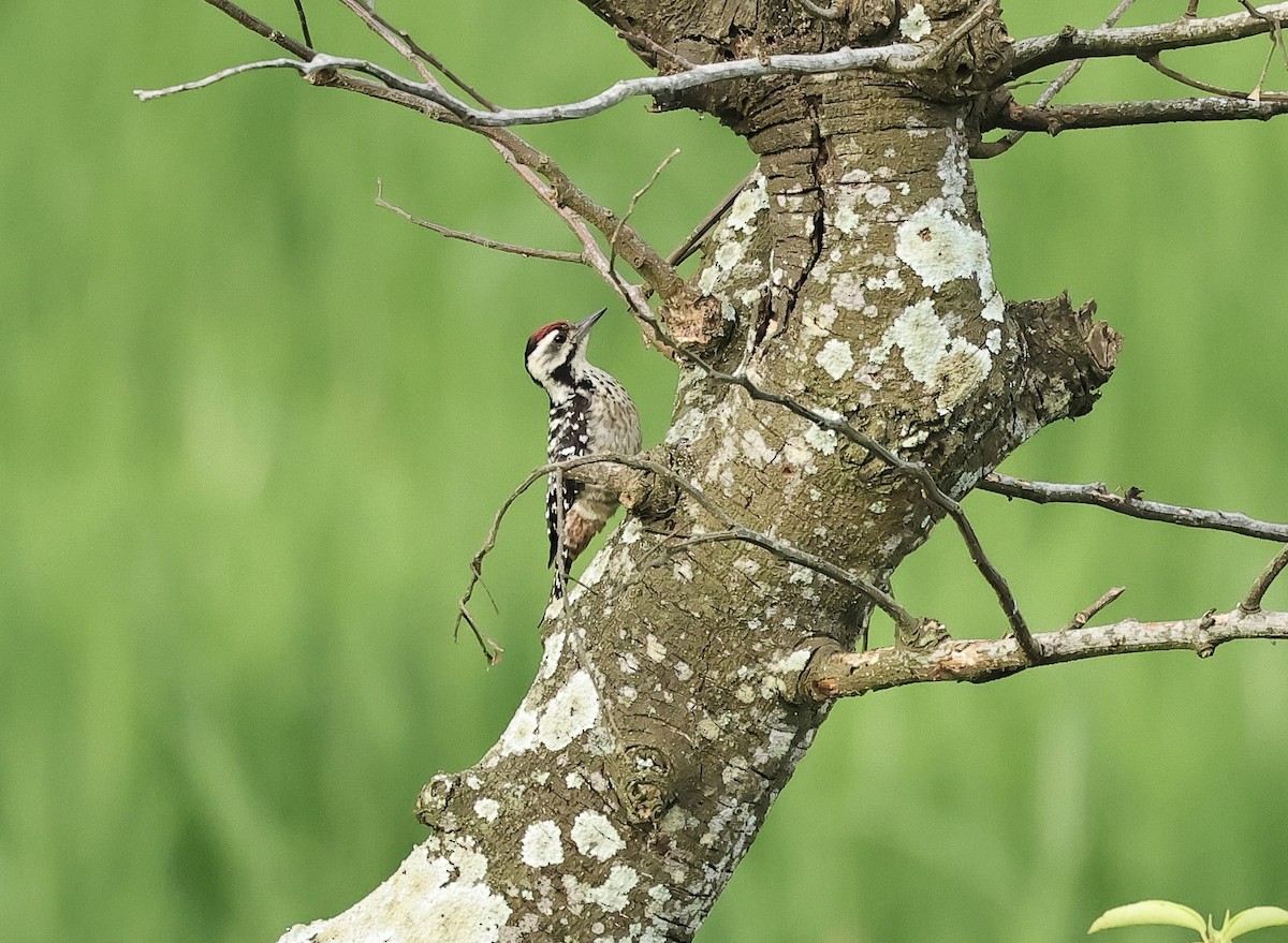 Freckle-breasted Woodpecker - ML502017941