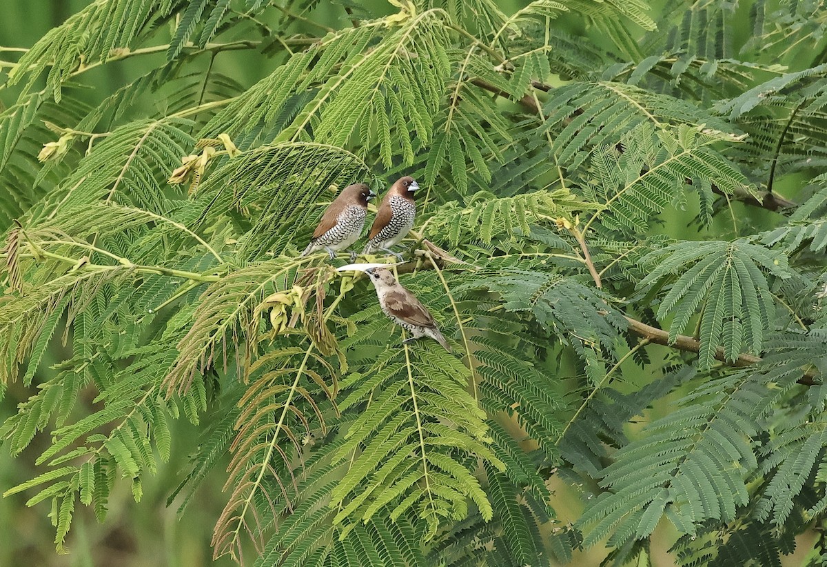 Scaly-breasted Munia - ML502018211