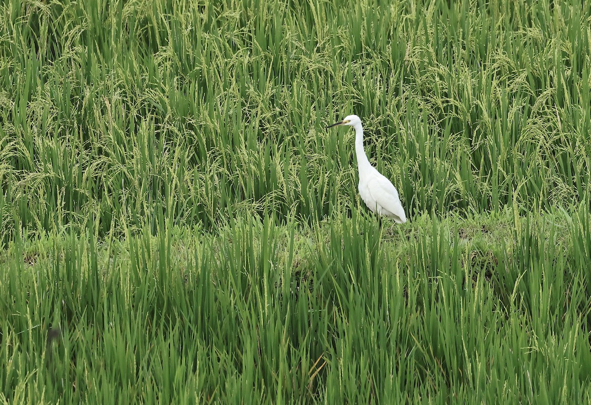 Little Egret - ML502018251