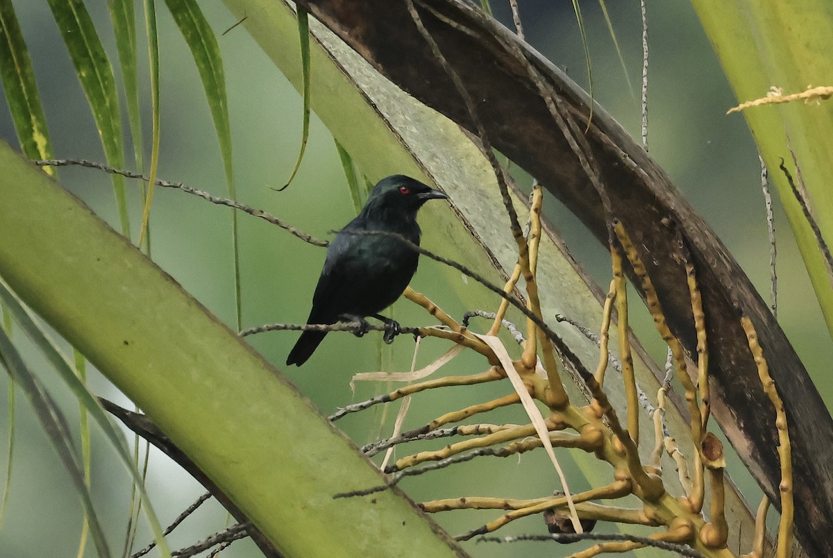 Short-tailed Starling - ML502018281