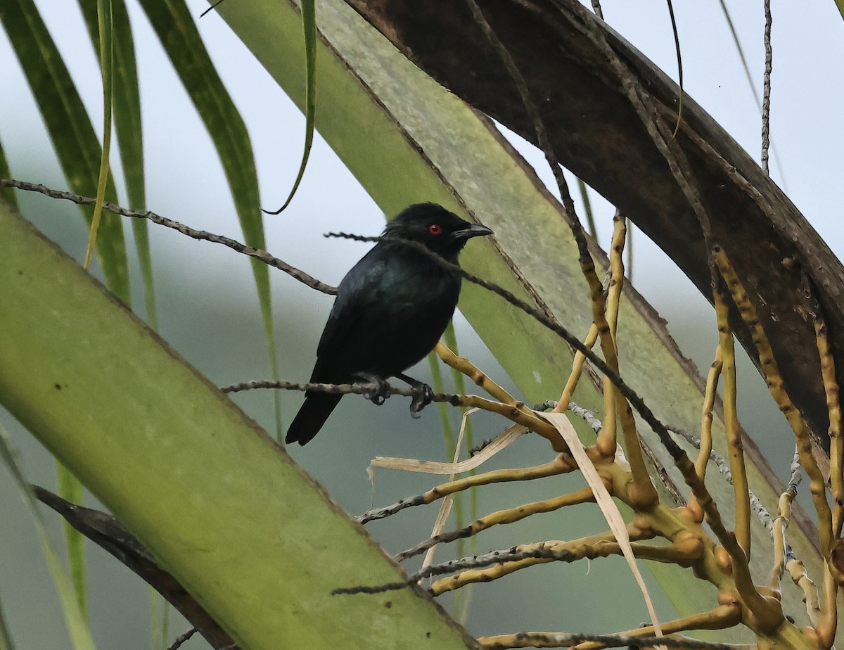 Short-tailed Starling - ML502018291