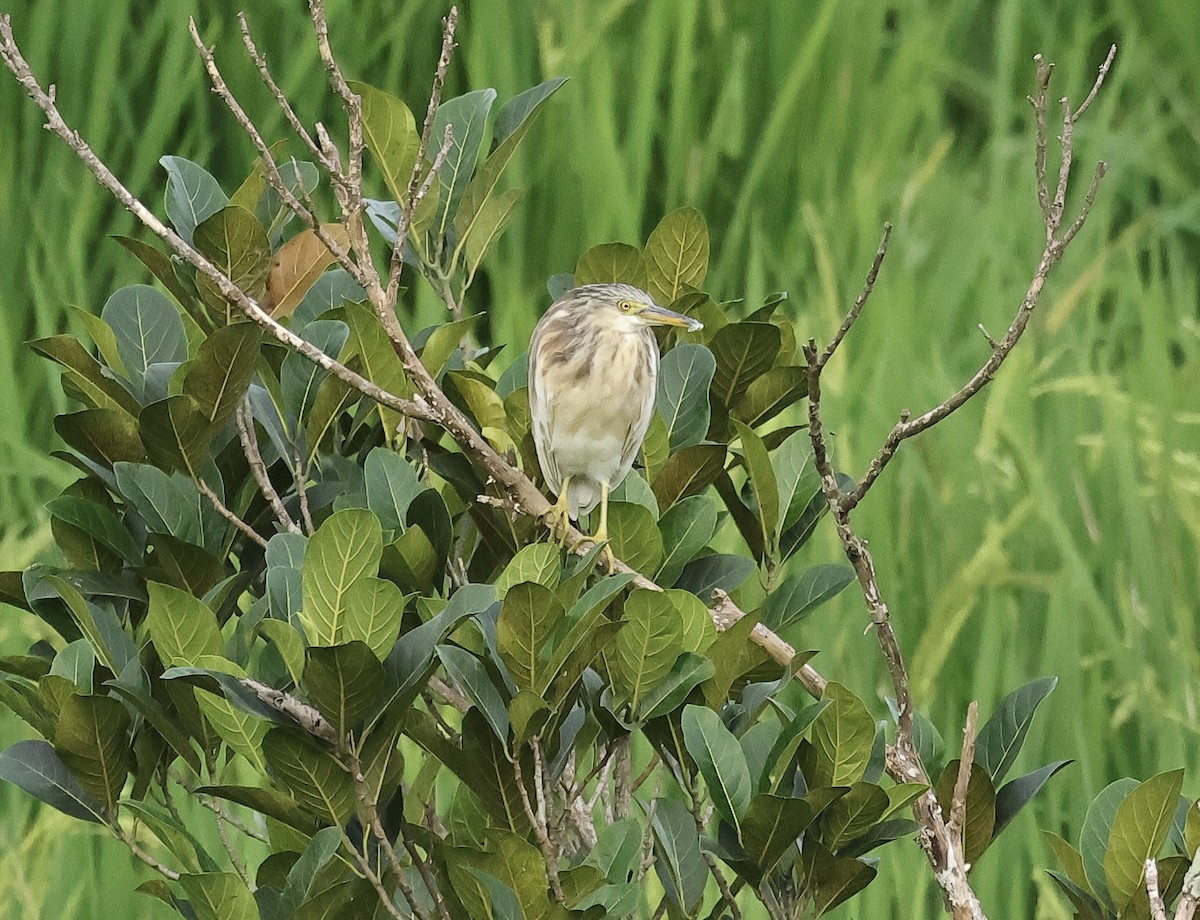 Javan Pond-Heron - ML502018301