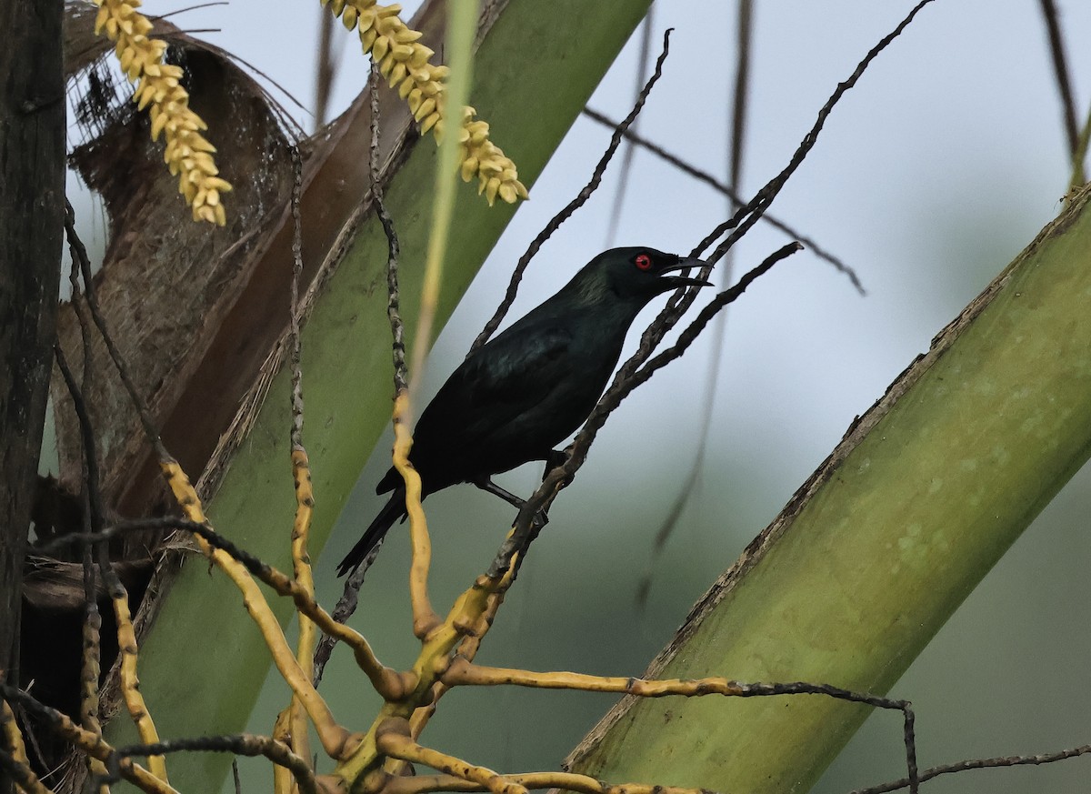 Short-tailed Starling - ML502018321