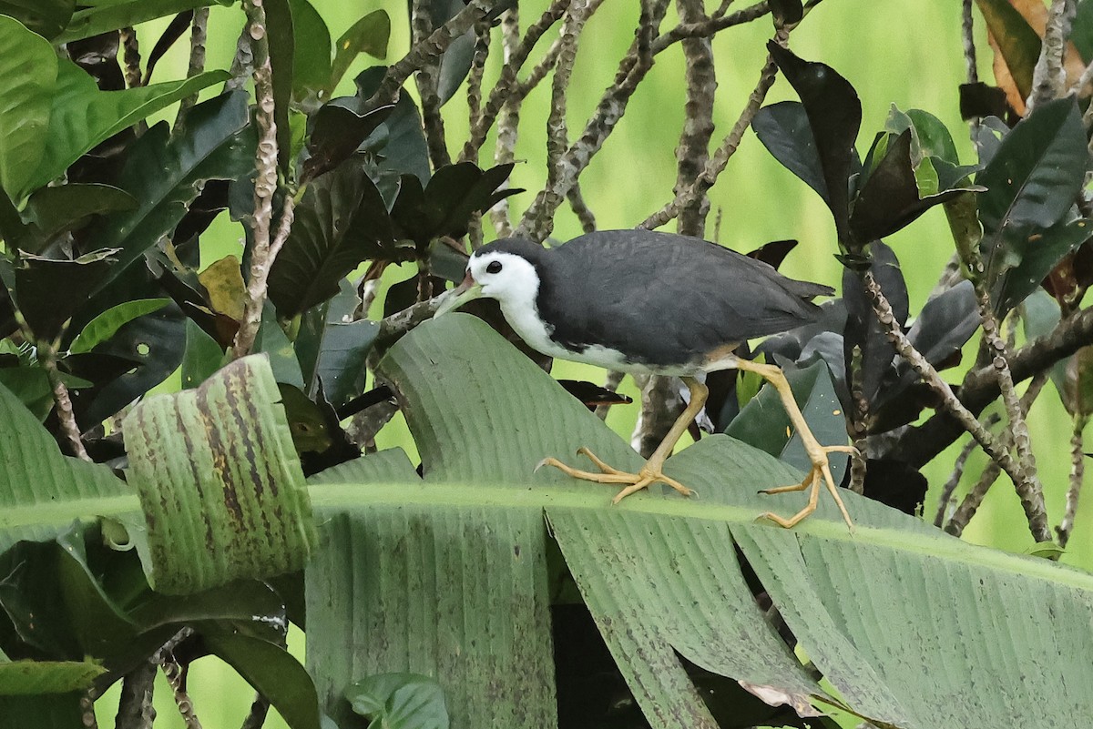 White-breasted Waterhen - ML502018381