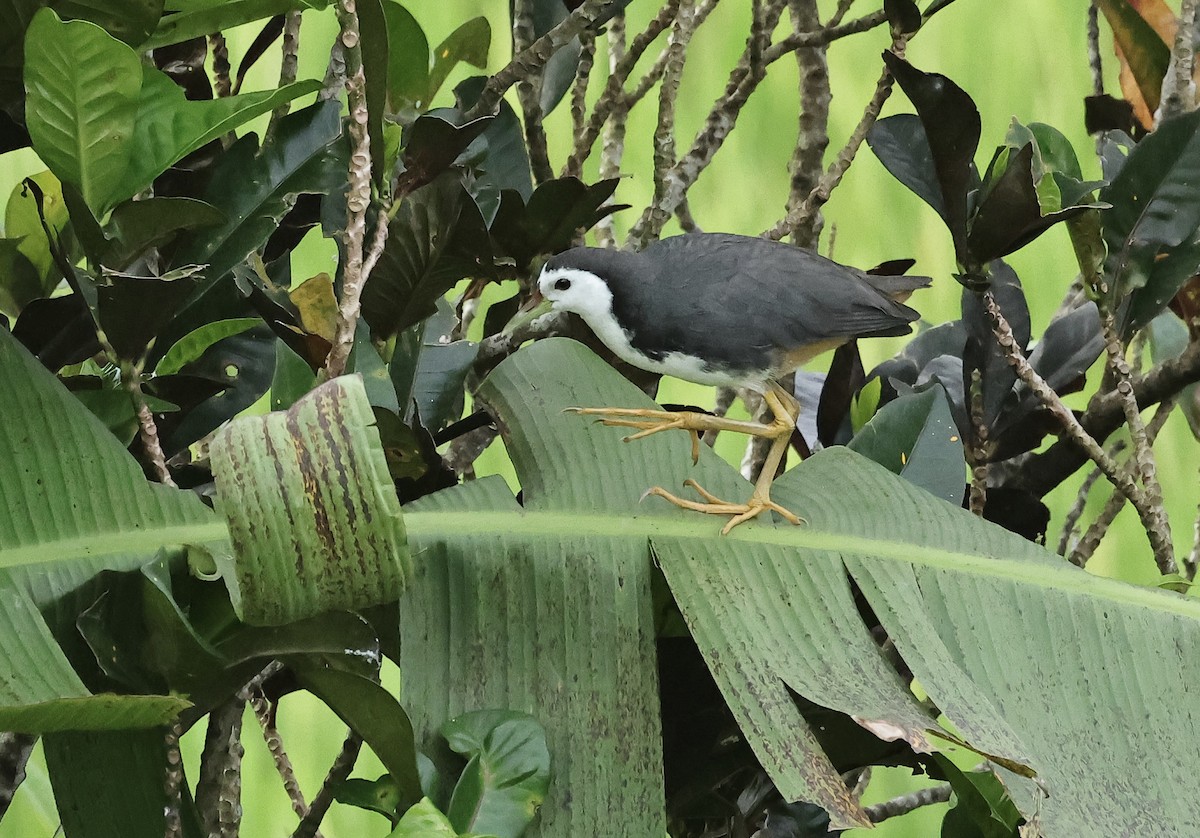 White-breasted Waterhen - ML502018401