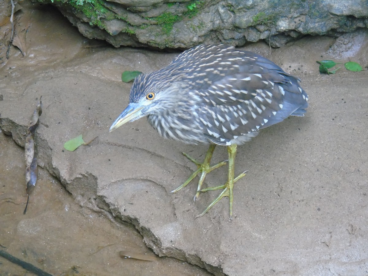 Black-crowned Night Heron - ML502018511