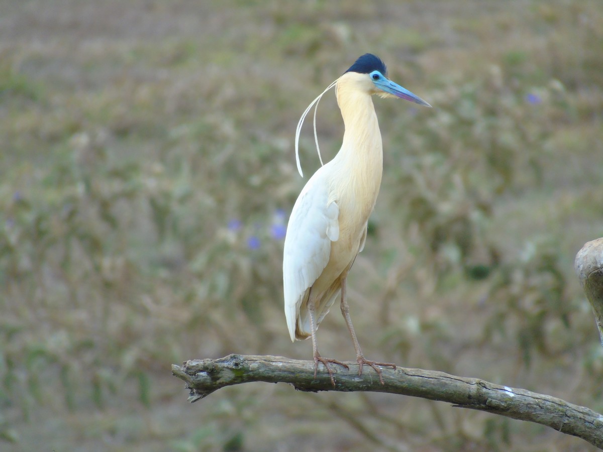 Capped Heron - WILLIAM MACIEL