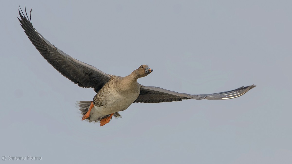 Tundra Bean-Goose - ML50201881