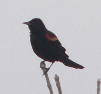 Red-winged Blackbird - William Flack