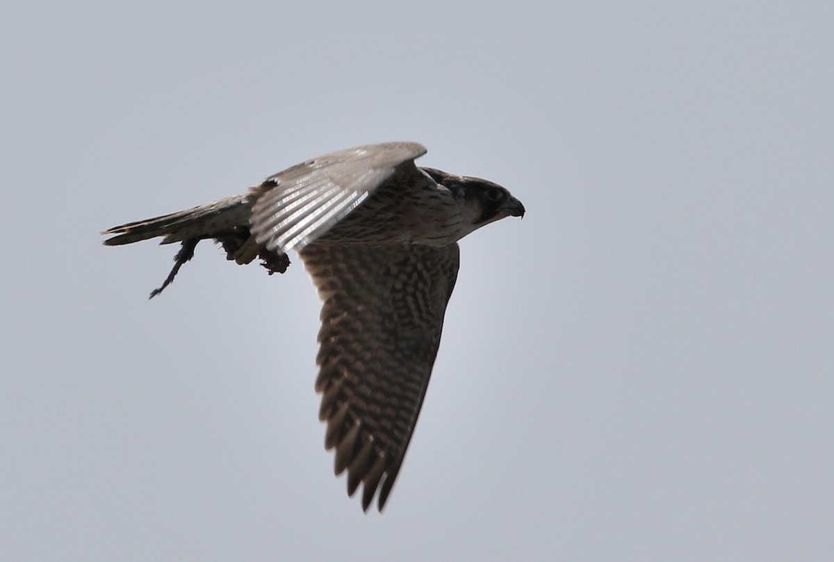 Peregrine Falcon - ML502019061