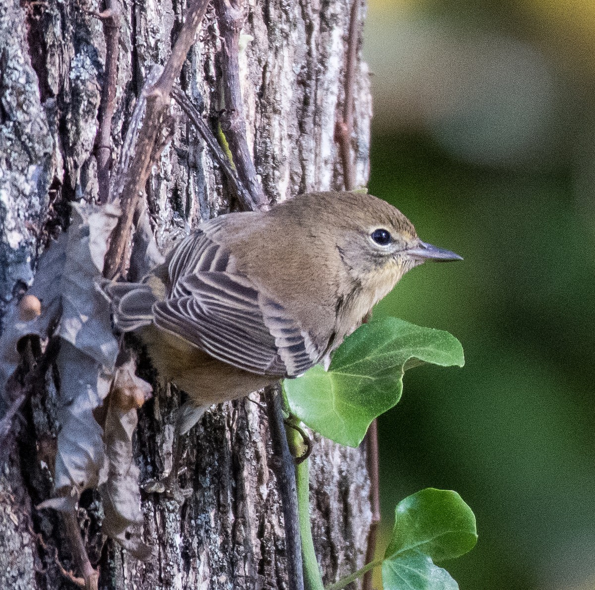 Pine Warbler - ML502019361