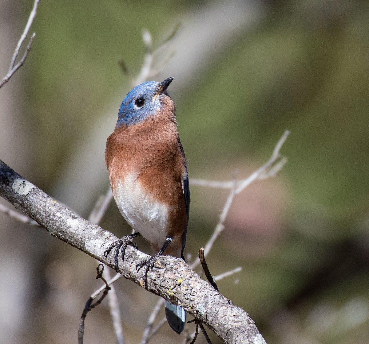 Eastern Bluebird - ML502019551
