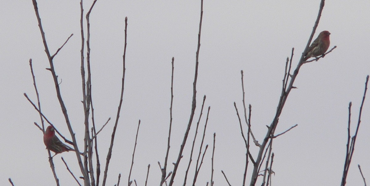 House Finch - William Flack